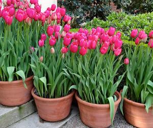 Tulipany w donicach