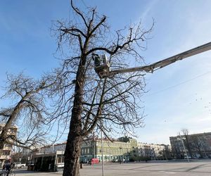 Świąteczne dekoracje, jarmark i miejski Sylwester. Częstochowa szykuje się na świętowanie