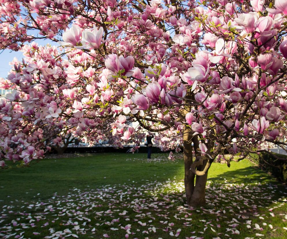Uspokaja, działa rozkurczowo i przeciwzapalnie. Skarb chińskiej medycyny rośnie w ogrodzie
