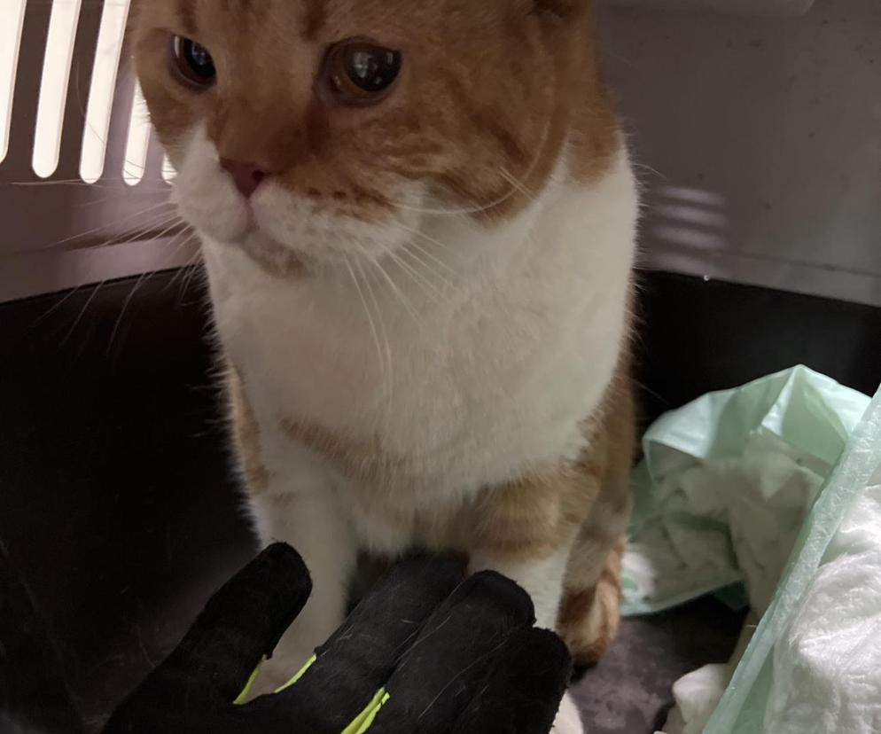 Felek zaczyna nowe życie