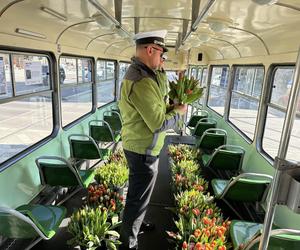 Dzień Kobiet 2024. MPK Poznań rozdał 1,5 tys. tulipanów swoim pasażerkom