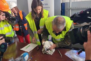 Sokoły z Lublina już zaobrączkowane, ale imion jeszcze nie znamy