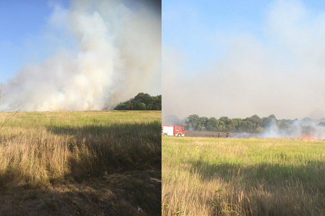 Wielki pożar łąki we Wrocławiu. Ogień zajął 30 hektarów suchej trawy