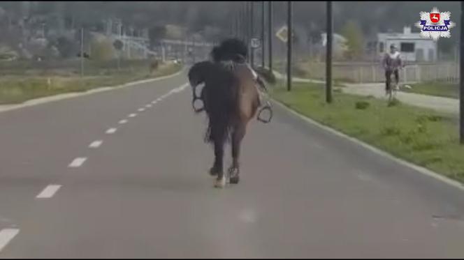 Zagalopował się na ulicach Świdnika. Policja prowadziła pościg za... osiodłanym koniem [ZDJĘCIA]