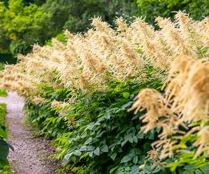 7 najładniejszych ogrodów botanicznych w Polsce. Kiedy je odwiedzić i gdzie są?