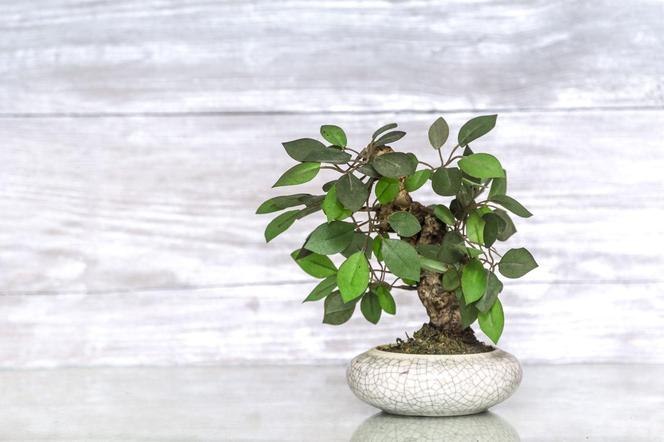 Drzewko bonsai