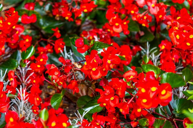 Begonia