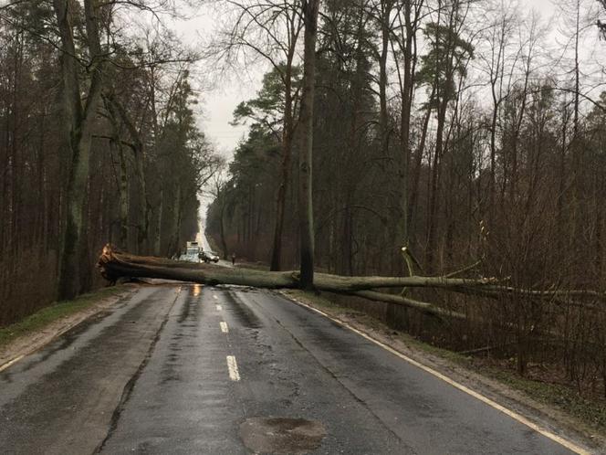 Połamane drzewa i opóźnione pociągi SKM. Pomorscy strażacy interweniowali prawie tysiąc razy 