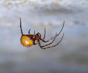 Te pająki mieszkają w twoim domu