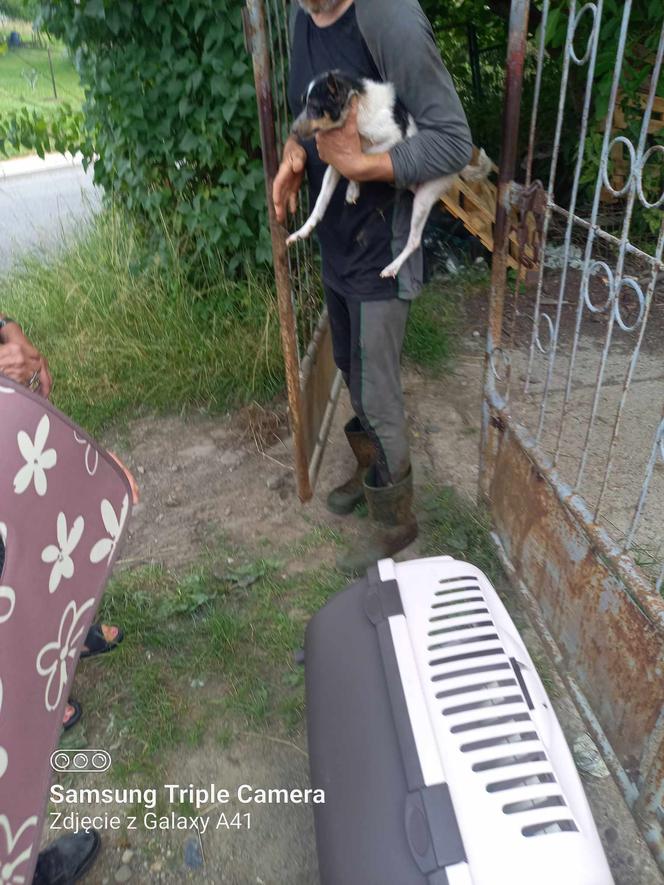 Inspektorzy OTOZ Animals w Bielsku-Białej odebrali osiem skrajnie zaniedbanych psów