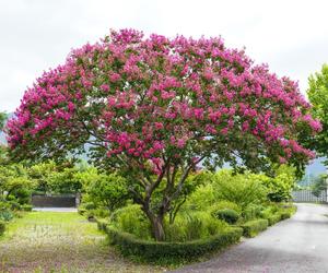 Lagerstremia indyjska