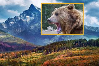 Kolejne ataki niedźwiedzi na turystów! Są ranni, groza na Słowacji