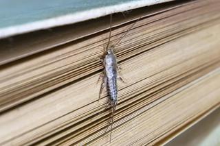 Robaki w łazience? To rybiki!