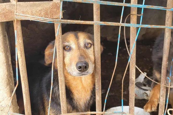 Pet Patrol Rybnik pojechał do Żor. Czym zawiniły te dwie niewinne istoty?