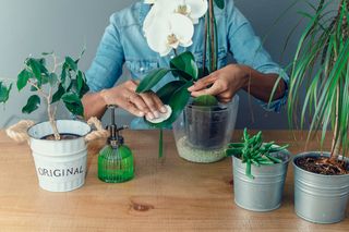 Domowy nabłyszczasz do storczyków. Liście będą lśniące i zdrowe, a łodygi obsypią się kwiatami