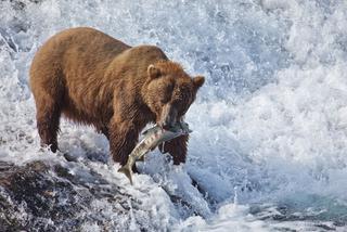 Alaska:Ryba uśpiła misia ZDJĘCIA