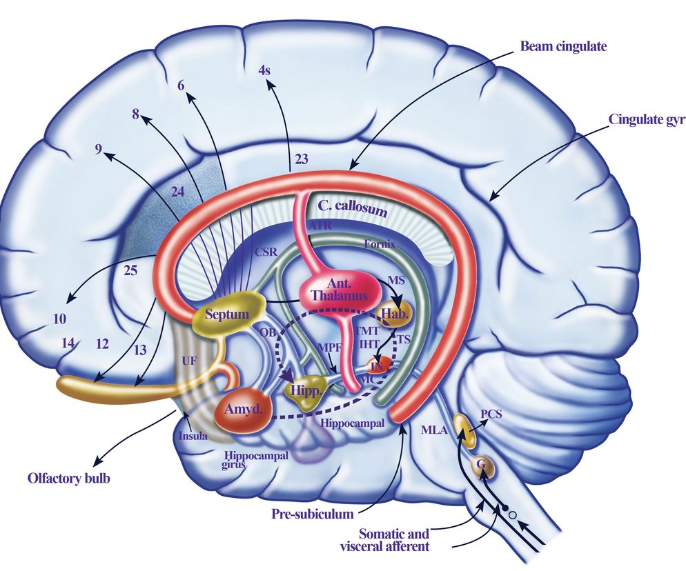Kisspeptyna jest peptydem, który produkowany jest głównie przez neurony w podwzgórzu.