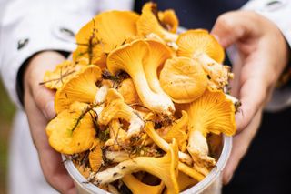 Obiad z kurkami w roli głównej. Pomysły na sezonowe dania z grzybami