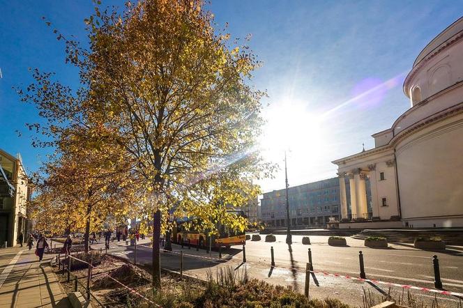 Warszawa "zazielenia" betonowy plac. Drzewami z Niemiec. Po 14 tys. zł za sztukę 