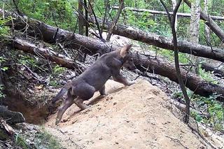 Małe wilki wyszły z nory i poznają las pod Częstochową