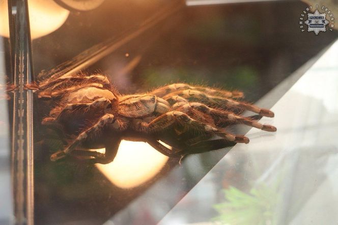 Nielegalna wystawa pająków w Świętochłowicach. Mężczyzna wpadł w policyjną sieć, grozi mu 5 lat więzienia