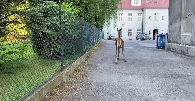 Śląskie: Egzamin ósmoklasisty zakłóciło wtargnięcie jelenia na teren szkoły