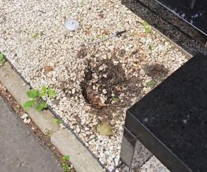 Złodziej na grobie syna Sylwii Peretti. Szok, co zabrał!