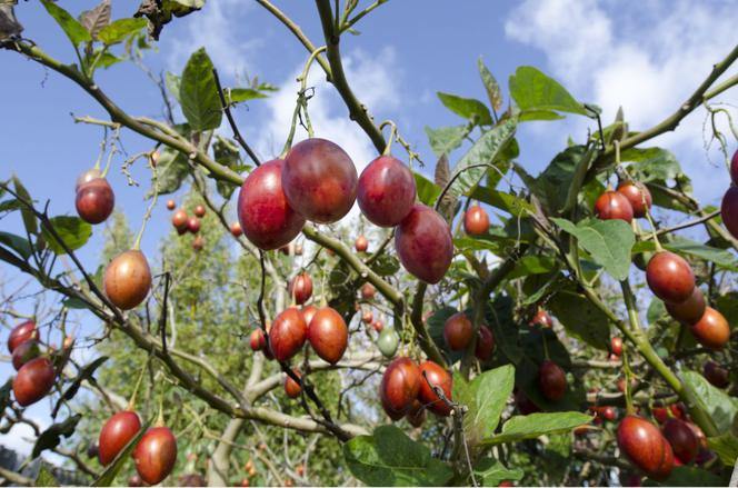 Tamarillo