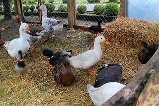 Żywa szopka w Szczecinie Żydowcach