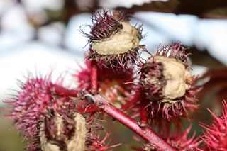 Polacy coraz częściej sadzą ją w ogrodzie. Nie wiedzą, że jest bardziej trująca od cyjanku! 