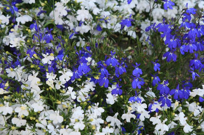 Lobelia przylądkowa