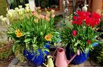 Ogrody Kapias w Goczałkowicach kwitną w maju