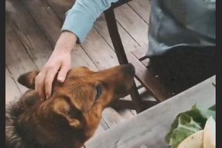 	M jak miłość po wakacjach 2020. Pies Soni i Janka?