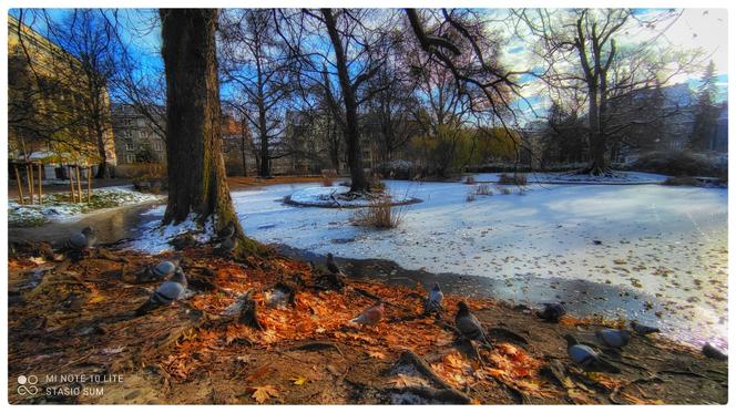 Wyjątkowa zimowa aura w Parku Wilsona w Poznaniu