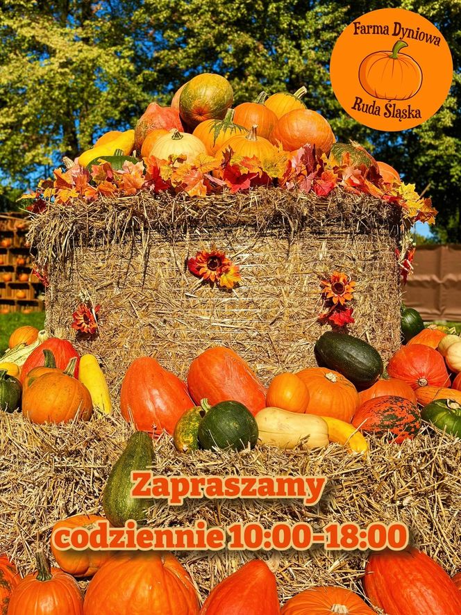 Farma Dyniowa Ruda Śląska