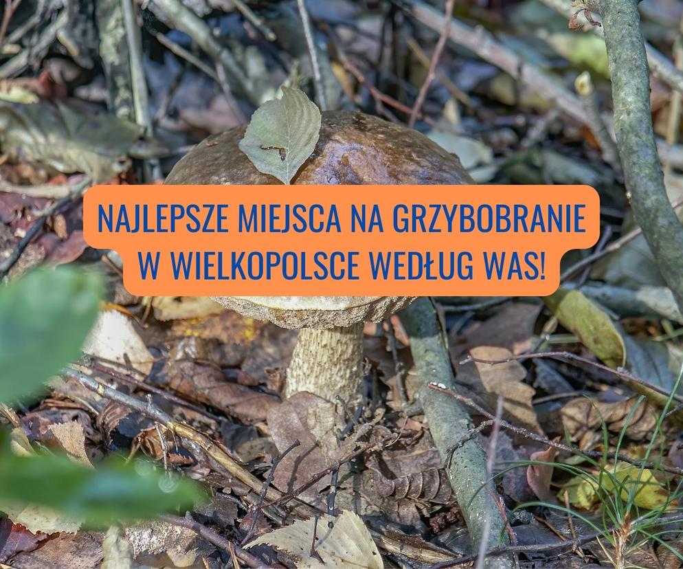 Najlepsze miejsca do grzybobrania w Wielkopolsce