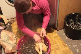 Dramat w Seroczynie. Kogut zaatakował weterynarza z Warszawy. Pan Wiesław tego nie przeżył