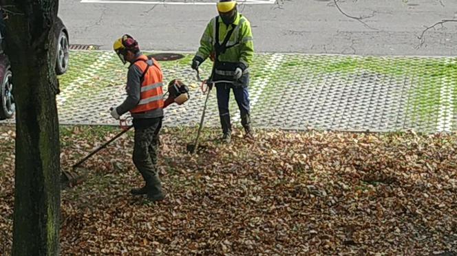 Mieszkaniec Katowic poprosił magistrat o uprzątnięcie liści