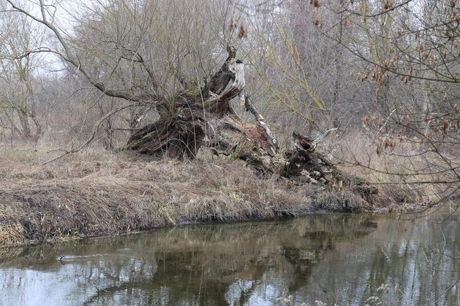 Spacer doliną Bystrzycy na lubelskim Wrotkowie