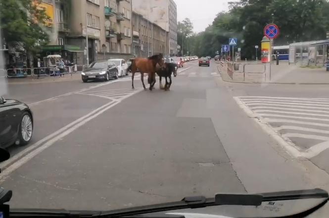 Po centrum Krakowa biegały bezpańskie konie. Policja szuka ich właściciela