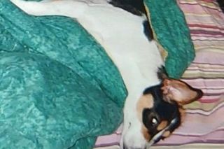 Za zabicie psa idzie za kratki