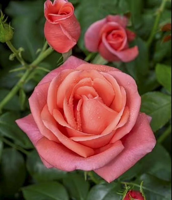 Zaskakujące wieści, chodzi o księżną Kate! "Niesamowita moc"