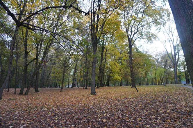 Park Lubomirskich w Białymstoku jesienią 