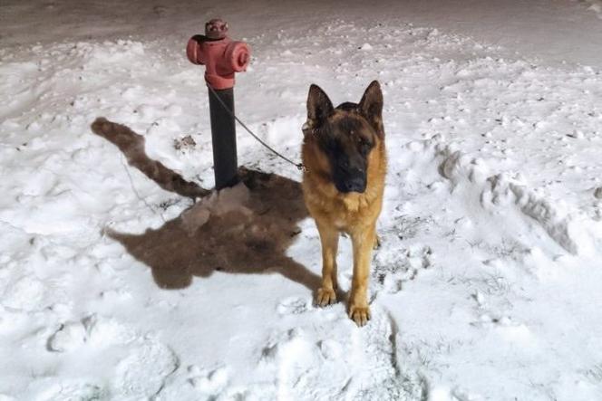 Pies przywiązany do hydrantu w gm. Białobrzegi. Interweniowali policjanci (zdj. ilustracyjne, archiwum)