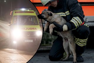 Czekał cierpliwie, aż służby uwolnią jego właściciela. Piesek przeżył wypadek, mężczyzna już nie!