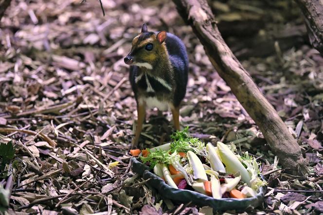 Myszojeleń we wrocławskim zoo osiągnął już rozmiary dorosłego osobnika