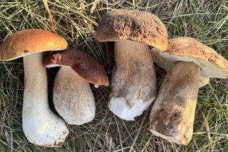 Grzyby w Toruniu
