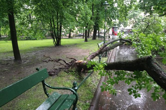 Nawałnica nad Krakowem. Powyrywane drzewa na Plantach