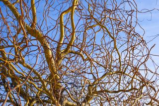 Rośliny o ozdobnych pędach