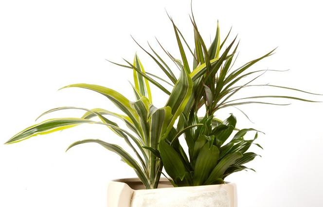 Dracena